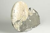 Cretaceous Ammonite (Deshayesites) Fossil Cluster - Russia #207461-2